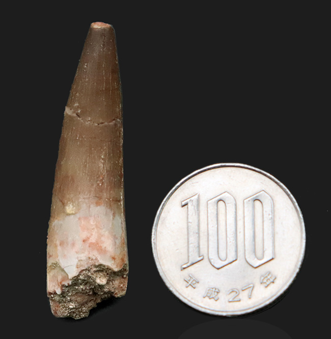 ヘビのような長い首と鋭い歯で魚を捕食！首長竜、エラスモサウルス