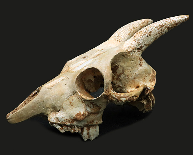 独自ルート！スペイン・マヨルカ島で発見、採集された絶滅ヤギ、ミオトラグス・バレアリクス（Myotragus balearicus）のほぼ完全な頭部化石（その1）