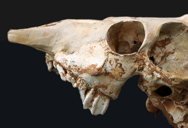 独自ルート！スペイン・マヨルカ島で発見、採集された絶滅ヤギ、ミオトラグス・バレアリクス（Myotragus balearicus）のほぼ完全な頭部化石（その10）