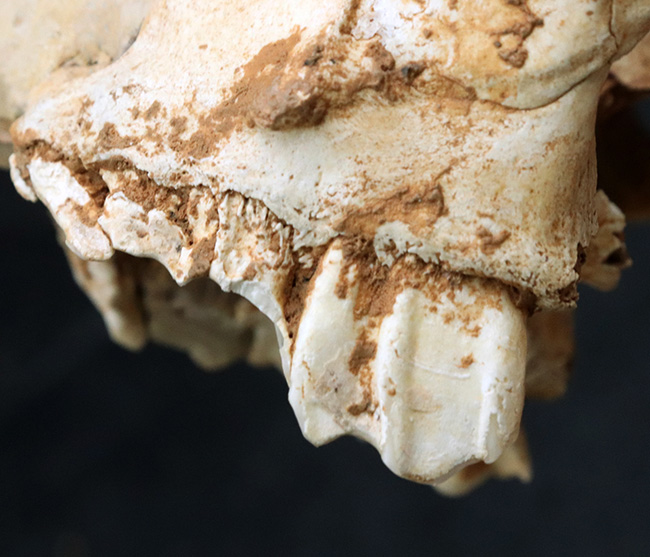 独自ルート！スペイン・マヨルカ島で発見、採集された絶滅ヤギ、ミオトラグス・バレアリクス（Myotragus balearicus）のほぼ完全な頭部化石（その12）