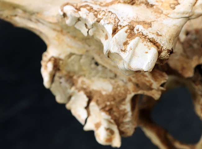 独自ルート！スペイン・マヨルカ島で発見、採集された絶滅ヤギ、ミオトラグス・バレアリクス（Myotragus balearicus）のほぼ完全な頭部化石（その13）