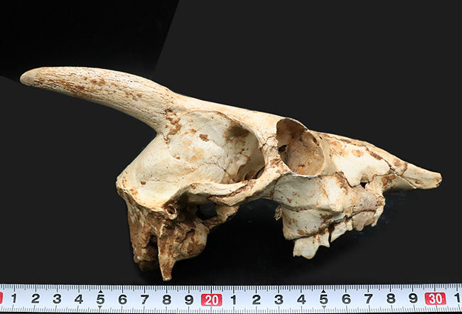 独自ルート!スペイン・マヨルカ島で発見、採集された絶滅ヤギ、ミオトラグス・バレアリクス(Myotragus balearicus)のほぼ完全な頭部化石(その14)
