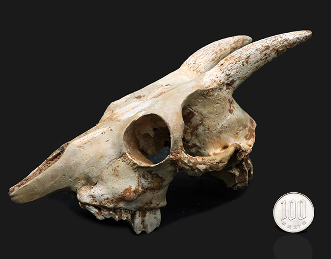 独自ルート！スペイン・マヨルカ島で発見、採集された絶滅ヤギ、ミオトラグス・バレアリクス（Myotragus balearicus）のほぼ完全な頭部化石（その15）