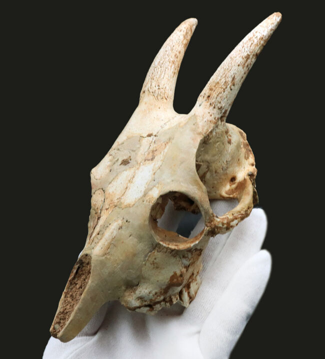 独自ルート!スペイン・マヨルカ島で発見、採集された絶滅ヤギ、ミオトラグス・バレアリクス(Myotragus balearicus)のほぼ完全な頭部化石(その2)