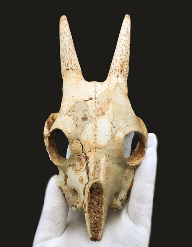 独自ルート！スペイン・マヨルカ島で発見、採集された絶滅ヤギ、ミオトラグス・バレアリクス（Myotragus balearicus）のほぼ完全な頭部化石（その3）