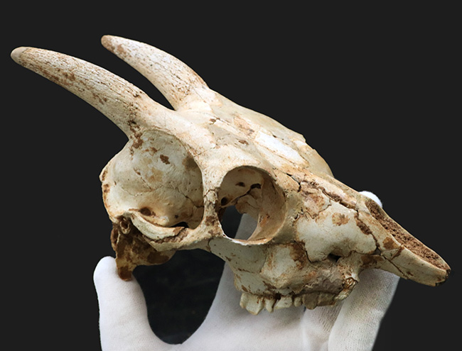 独自ルート！スペイン・マヨルカ島で発見、採集された絶滅ヤギ、ミオトラグス・バレアリクス（Myotragus balearicus）のほぼ完全な頭部化石（その4）