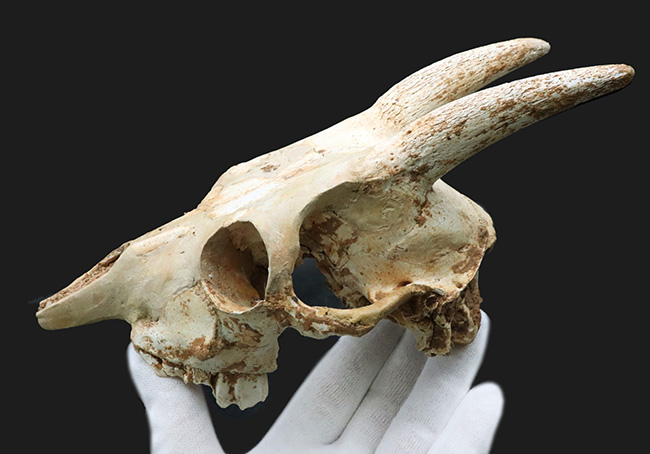 独自ルート!スペイン・マヨルカ島で発見、採集された絶滅ヤギ、ミオトラグス・バレアリクス(Myotragus balearicus)のほぼ完全な頭部化石(その5)