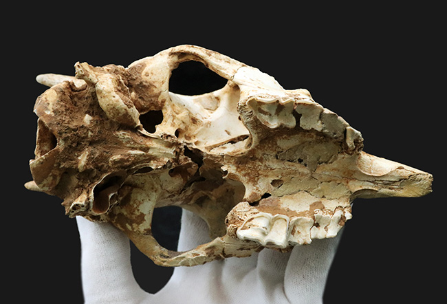 独自ルート！スペイン・マヨルカ島で発見、採集された絶滅ヤギ、ミオトラグス・バレアリクス（Myotragus balearicus）のほぼ完全な頭部化石（その6）