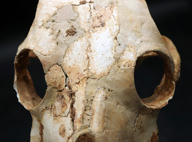 独自ルート!スペイン・マヨルカ島で発見、採集された絶滅ヤギ、ミオトラグス・バレアリクス(Myotragus balearicus)のほぼ完全な頭部化石(その7)
