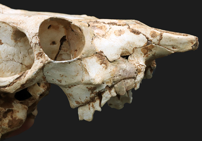 独自ルート!スペイン・マヨルカ島で発見、採集された絶滅ヤギ、ミオトラグス・バレアリクス(Myotragus balearicus)のほぼ完全な頭部化石(その8)