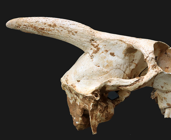 独自ルート！スペイン・マヨルカ島で発見、採集された絶滅ヤギ、ミオトラグス・バレアリクス（Myotragus balearicus）のほぼ完全な頭部化石（その9）