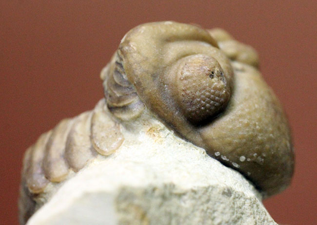 頭鞍部が目立つ米国オクラホマ州産の三葉虫、パシファコプス(Paciphacops)(その1)