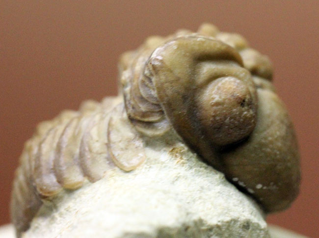 頭鞍部が目立つ米国オクラホマ州産の三葉虫、パシファコプス（Paciphacops）（その10）