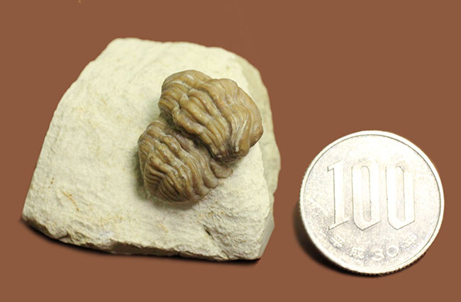 頭鞍部が目立つ米国オクラホマ州産の三葉虫、パシファコプス(Paciphacops)(その11)