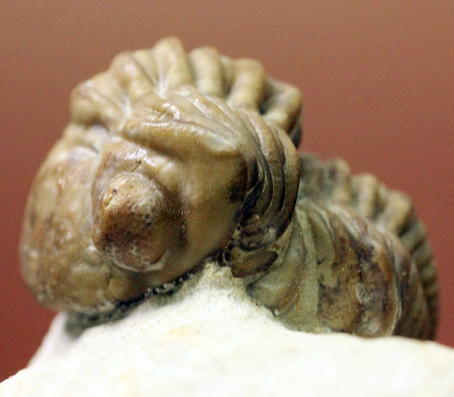 頭鞍部が目立つ米国オクラホマ州産の三葉虫、パシファコプス（Paciphacops）（その4）