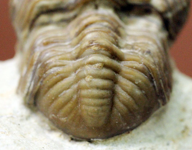 頭鞍部が目立つ米国オクラホマ州産の三葉虫、パシファコプス（Paciphacops）（その6）
