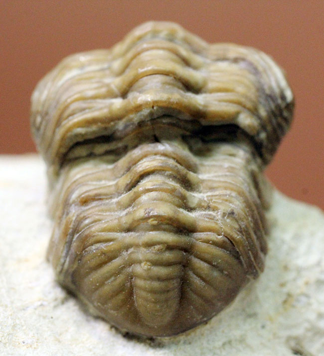 頭鞍部が目立つ米国オクラホマ州産の三葉虫、パシファコプス(Paciphacops)(その7)