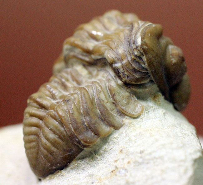 頭鞍部が目立つ米国オクラホマ州産の三葉虫、パシファコプス(Paciphacops)(その8)