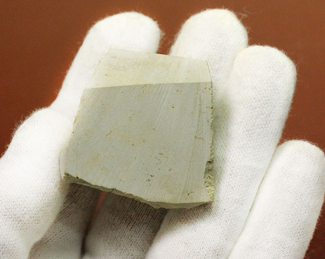 頭鞍部が目立つ米国オクラホマ州産の三葉虫、パシファコプス(Paciphacops)(その9)