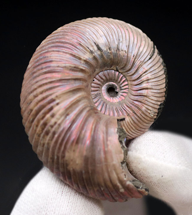ピンクに輝く厳選標本、ロシア産アンモナイト、クエンステッドセラス