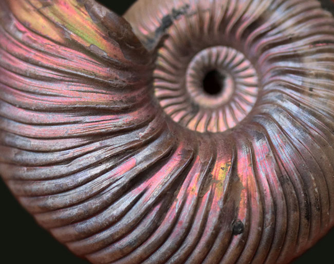 ピンクに輝く厳選標本、ロシア産アンモナイト、クエンステッドセラス