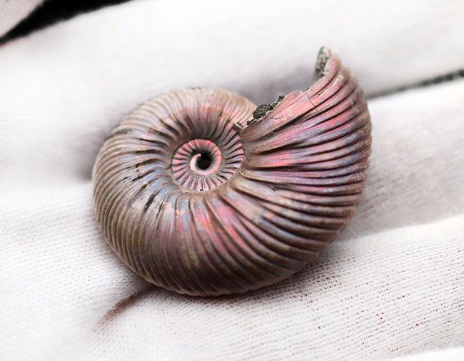 ピンクに輝く厳選標本、ロシア産アンモナイト、クエンステッドセラス