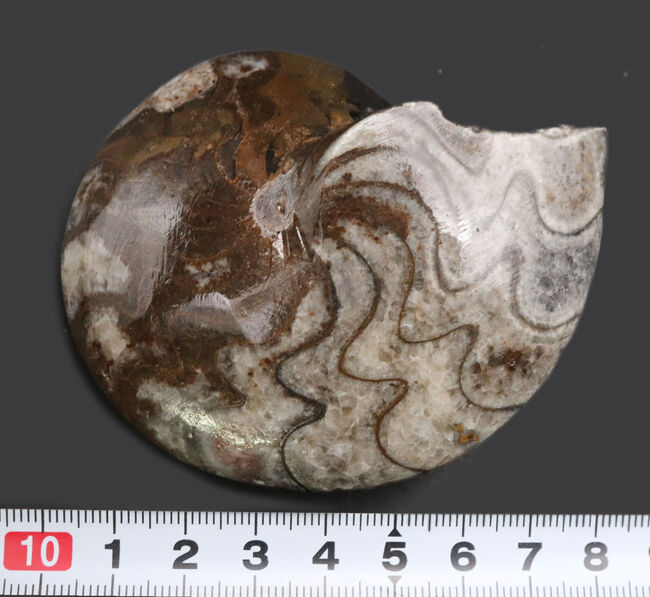 古生代デボン紀の海中を代表する生物、ゴニアタイト（Goniatite）の完全体の化石（その10）