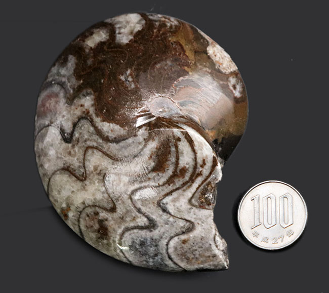古生代デボン紀の海中を代表する生物、ゴニアタイト（Goniatite）の完全体の化石（その11）