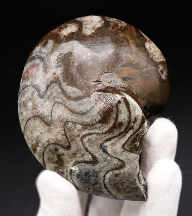 古生代デボン紀の海中を代表する生物、ゴニアタイト（Goniatite）の完全体の化石（その2）