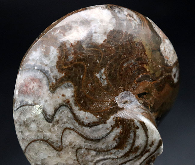 古生代デボン紀の海中を代表する生物、ゴニアタイト（Goniatite）の完全体の化石（その3）