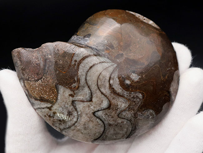 古生代デボン紀の海中を代表する生物、ゴニアタイト（Goniatite）の完全体の化石（その5）