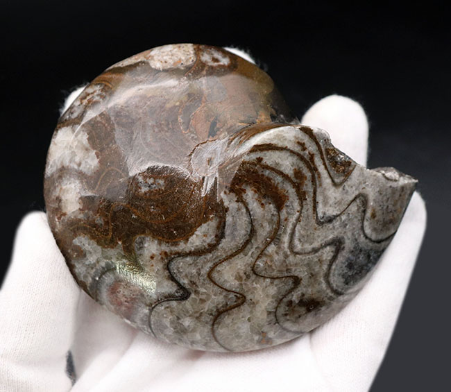 古生代デボン紀の海中を代表する生物、ゴニアタイト（Goniatite）の完全体の化石（その7）
