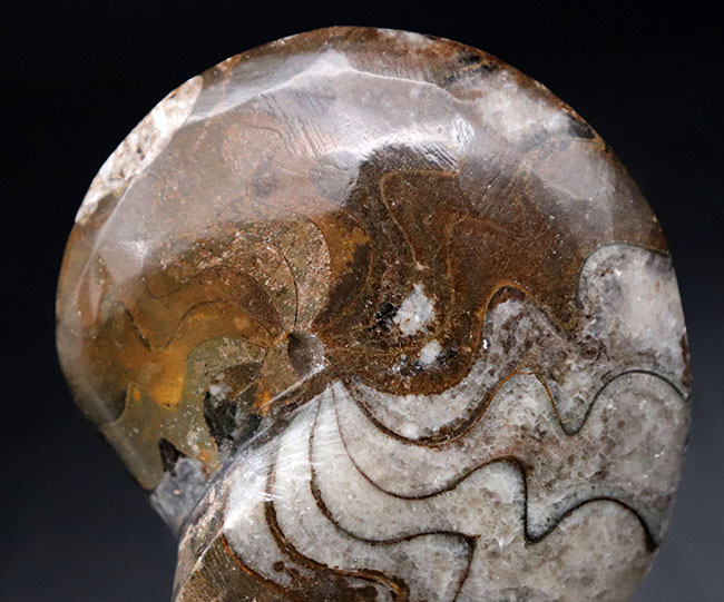 古生代デボン紀の海中を代表する生物、ゴニアタイト（Goniatite）の完全体の化石（その8）