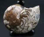 古生代デボン紀の海中を代表する生物、ゴニアタイト（Goniatite）の完全体の化石