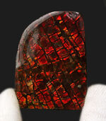 レッドドラゴン！キラキラ輝く！カナダ・アルバータ州産のアンモライト（Ammolite）のピース
