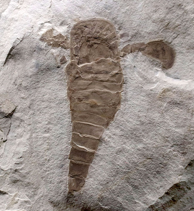 仕入れ困難な人気標本。古生代シルル紀のウミサソリ、ユーリプテルス・レミペス(Eurypterus remipes)。象徴とも言える、左右の大きなパドルと大きな頭部、長い尾など各部位がしっかりと保存された希少な化石(その2)