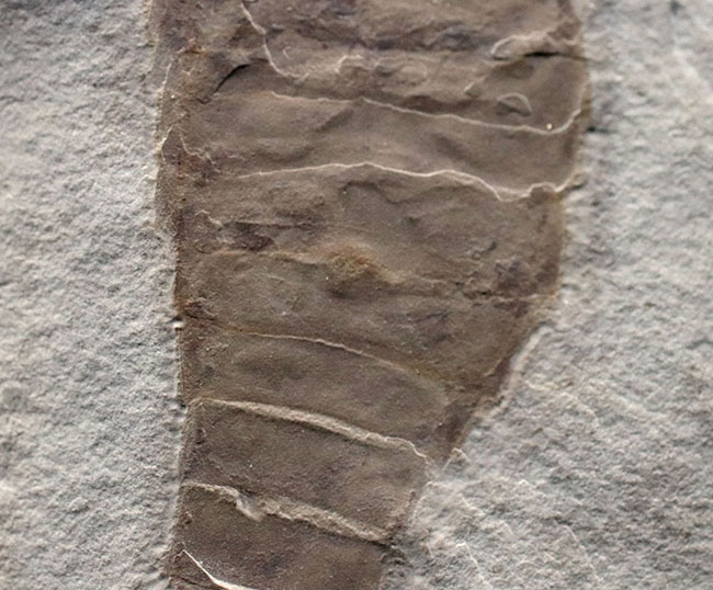 仕入れ困難な人気標本。古生代シルル紀のウミサソリ、ユーリプテルス・レミペス(Eurypterus remipes)。象徴とも言える、左右の大きなパドルと大きな頭部、長い尾など各部位がしっかりと保存された希少な化石(その4)