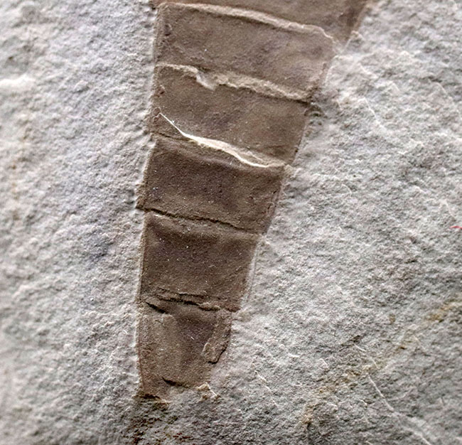 仕入れ困難な人気標本。古生代シルル紀のウミサソリ、ユーリプテルス・レミペス(Eurypterus remipes)。象徴とも言える、左右の大きなパドルと大きな頭部、長い尾など各部位がしっかりと保存された希少な化石(その5)