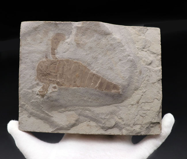 仕入れ困難な人気標本。古生代シルル紀のウミサソリ、ユーリプテルス・レミペス(Eurypterus remipes)。象徴とも言える、左右の大きなパドルと大きな頭部、長い尾など各部位がしっかりと保存された希少な化石(その7)