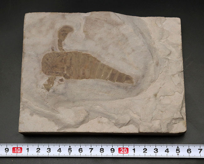仕入れ困難な人気標本。古生代シルル紀のウミサソリ、ユーリプテルス・レミペス(Eurypterus remipes)。象徴とも言える、左右の大きなパドルと大きな頭部、長い尾など各部位がしっかりと保存された希少な化石(その9)
