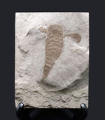 仕入れ困難な人気標本。古生代シルル紀のウミサソリ、ユーリプテルス・レミペス（Eurypterus remipes）。象徴とも言える、左右の大きなパドルと大きな頭部、長い尾など各部位がしっかりと保存された希少な化石