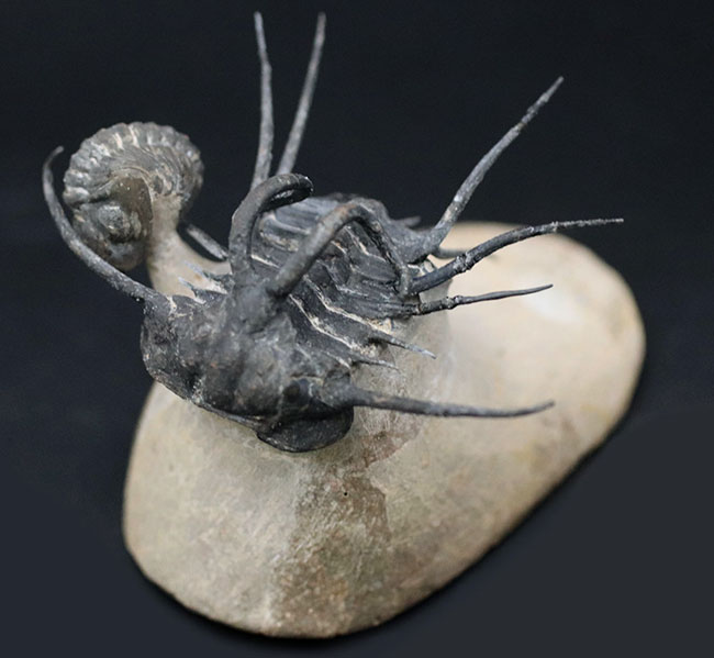 映画のキャラクターのモチーフにもなった、超絶人気種!モロッコ産三葉虫、ディクラヌルス(Dicranurus monstrosus)with リードプス(その1)