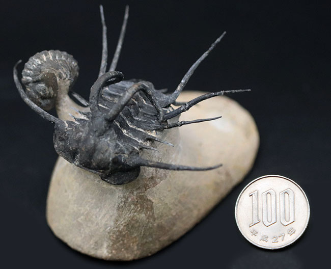 映画のキャラクターのモチーフにもなった、超絶人気種!モロッコ産三葉虫、ディクラヌルス(Dicranurus monstrosus)with リードプス(その12)