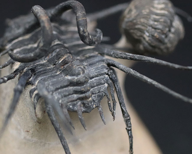 化石三葉虫モロッコ産、Dicranurus Monstrosus www.vdiec.com