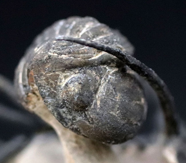 映画のキャラクターのモチーフにもなった、超絶人気種！モロッコ産三