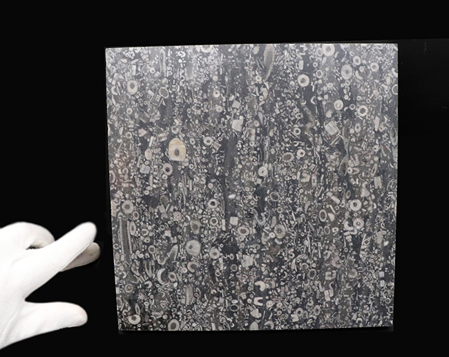 およそ４億３０００万年前のウミユリ（Crinoid）が多数保存された石灰岩の大判プレート（その3）