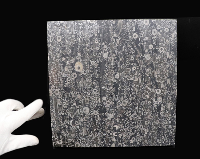 およそ4億3000万年前のウミユリ(Crinoid)が多数保存された石灰岩の大判プレート(その3)