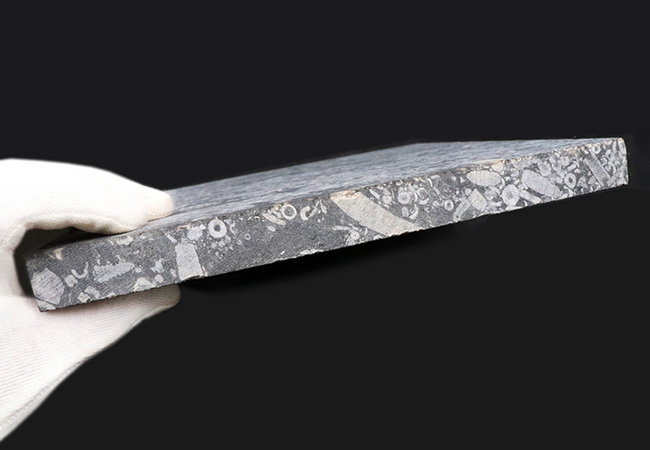 およそ４億３０００万年前のウミユリ（Crinoid）が多数保存された石灰岩の大判プレート（その7）