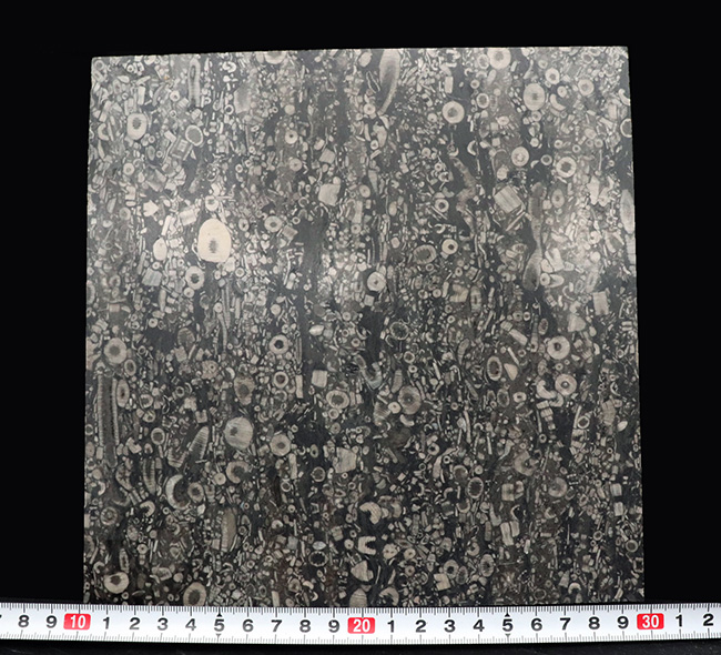 およそ４億３０００万年前のウミユリ（Crinoid）が多数保存された石灰岩の大判プレート（その8）