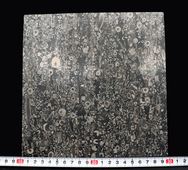 およそ4億3000万年前のウミユリ(Crinoid)が多数保存された石灰岩の大判プレート(その8)